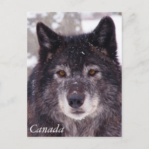 Cartão Postal Cartaz do lobo negro - Canadá
