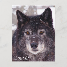 Cartão Postal Cartaz do lobo negro - Canadá