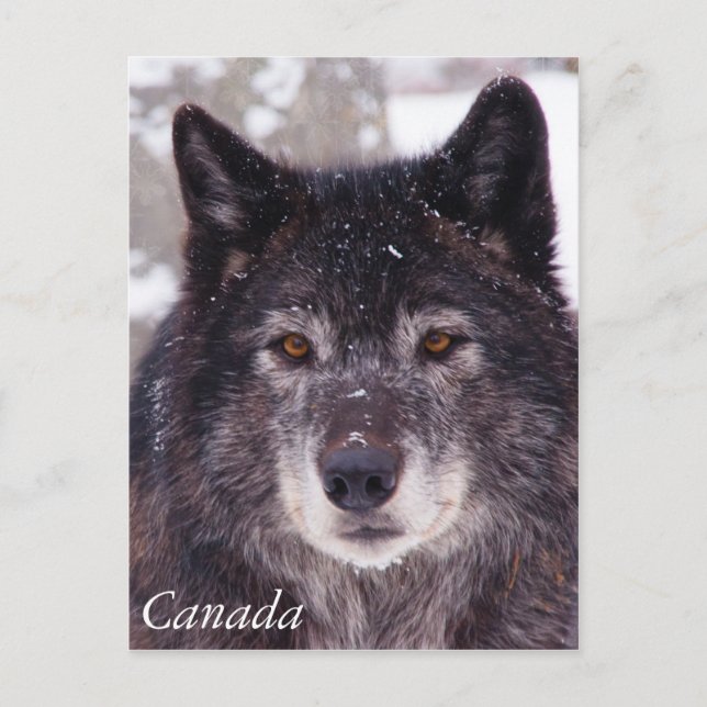 Cartão Postal Cartaz do lobo negro - Canadá (Frente)