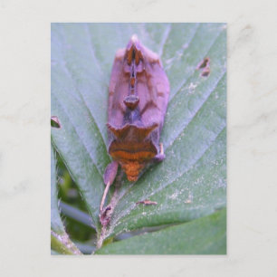 Cartão Postal Cartaz do Looper moth ~