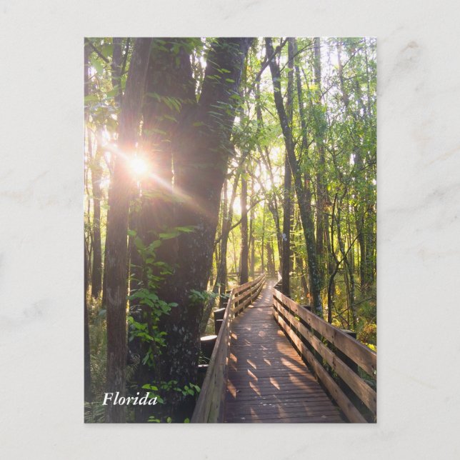 Cartão Postal Cartaz do nascer da manhã da Flórida (Frente)