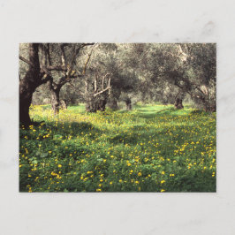 Cartão Postal Cartaz do olival
