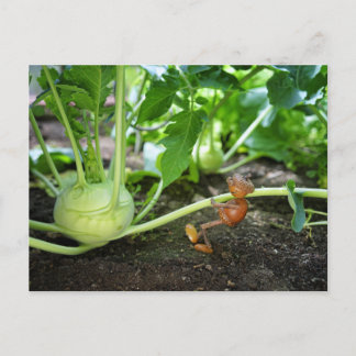 Cartão Postal Cartaz do primavera Acorn elf