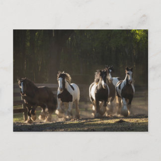 Cartão Postal Cartaz do rebanho Gypsy Vanner