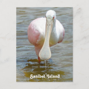 Cartão Postal Cartaz do Sanibel Roseate Spoonbill