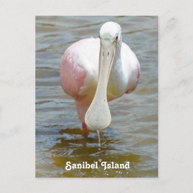 Cartão Postal Cartaz do Sanibel Roseate Spoonbill (Frente)