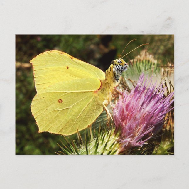 Cartão Postal Cartaz do tigre Brimstone (Frente)