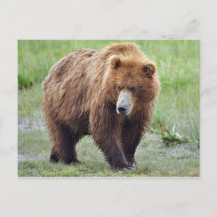Cartão Postal Cartaz do urso-pardo