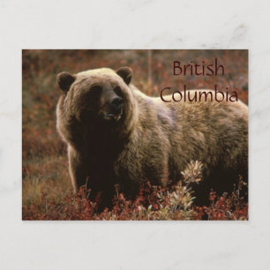 Cartão Postal Cartaz do urso pardo da Colúmbia Britânica