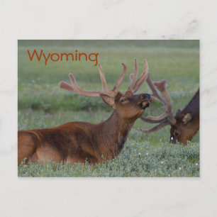 Cartão Postal Cartaz do Wyoming Elk