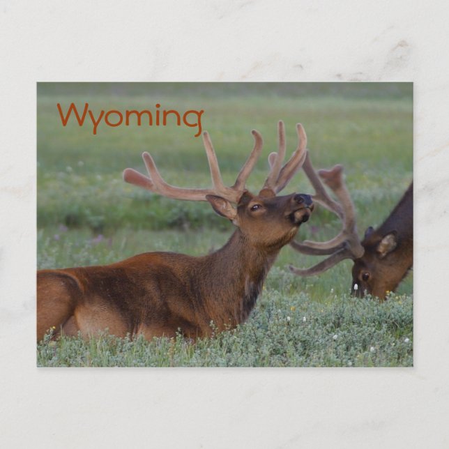 Cartão Postal Cartaz do Wyoming Elk (Frente)