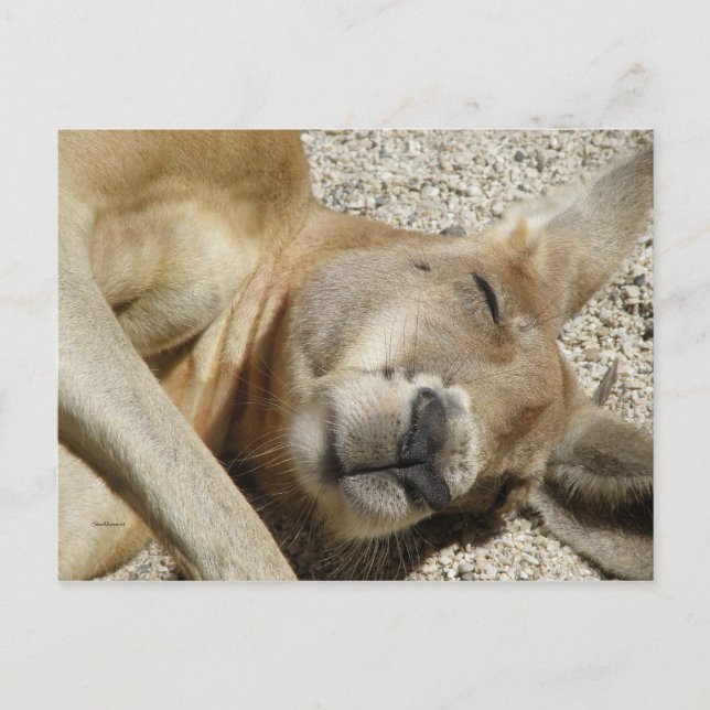 Cartão Postal Cartaz Dormindo Kangaroo QLD Austrália (Frente)