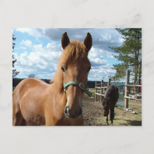Cartão Postal Cartaz dos cavalos