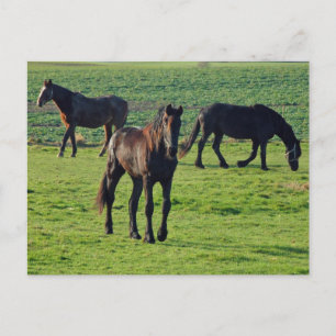 Cartão Postal Cartaz dos cavalos