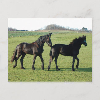 Cartão Postal Cartaz dos cavalos