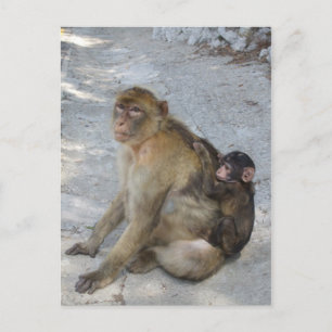 Cartão Postal Cartaz dos macacos de Gibraltar, personalizar