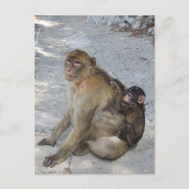 Cartão Postal Cartaz dos macacos de Gibraltar, personalizar (Frente)