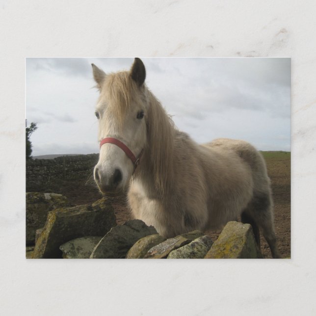 Cartão Postal Cartaz equino (Frente)