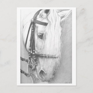 Cartão Postal Cartaz equino