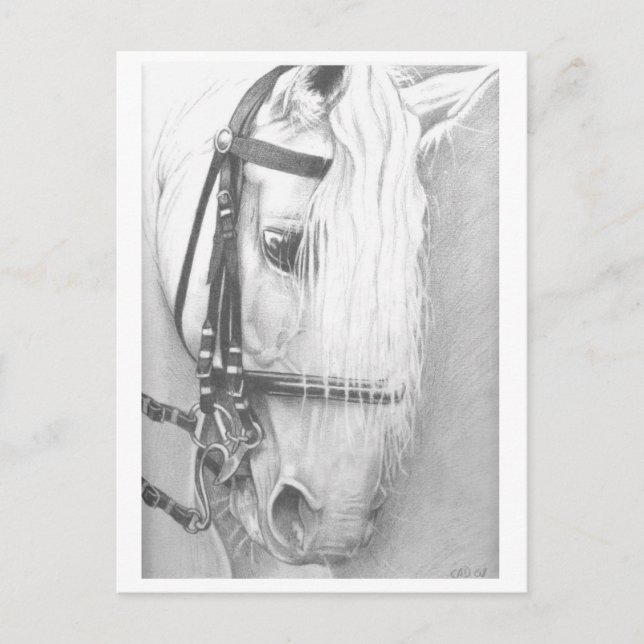 Cartão Postal Cartaz equino (Frente)