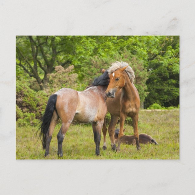 Cartão Postal Cartaz equino (Frente)