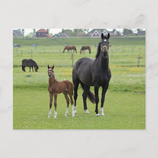 Cartão Postal Cartaz equino (Frente)