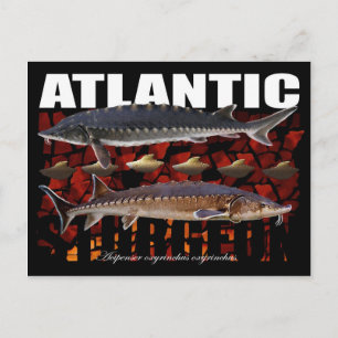 Cartão Postal Cartaz-esturjão-colagem-atlântica