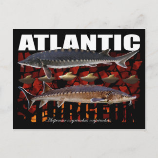 Cartão Postal Cartaz-esturjão-colagem-atlântica