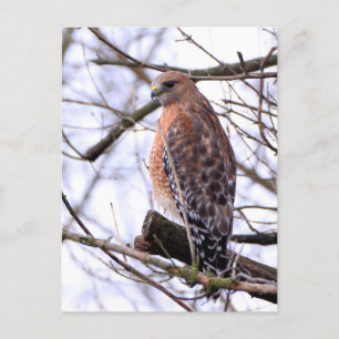 Cartão Postal Cartaz-falcão-de-pata-vermelho