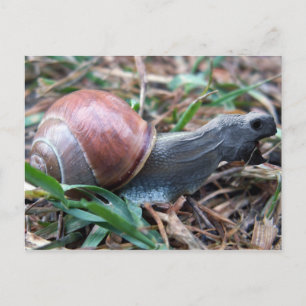 Cartão Postal Cartaz-feitiço