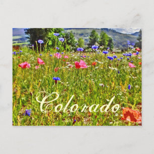 Cartão Postal Cartaz floral do Colorado