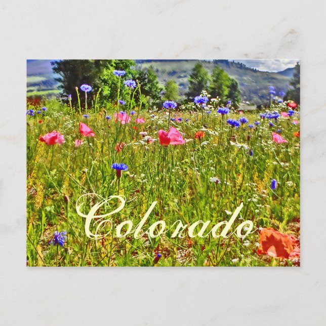 Cartão Postal Cartaz floral do Colorado (Frente)