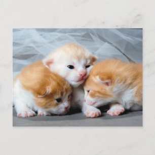 Cartão Postal Cartaz fotográfico de três gatinhos giros