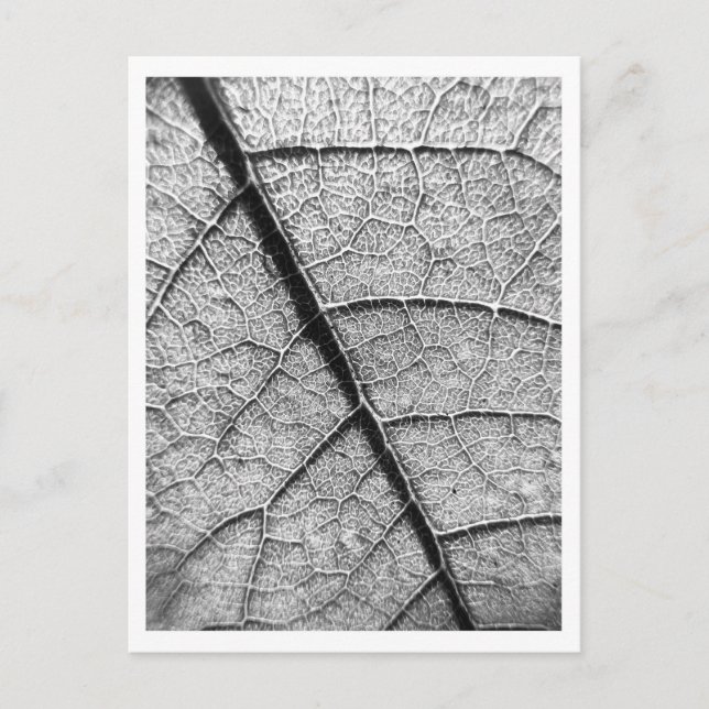 Cartão Postal Cartaz fotográfico Nature Fine Art (Frente)