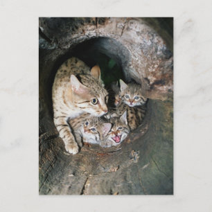 Cartão Postal Cartaz - gato selvagem asiático