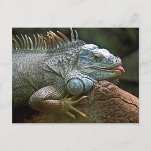 Cartão Postal Cartaz Iguana