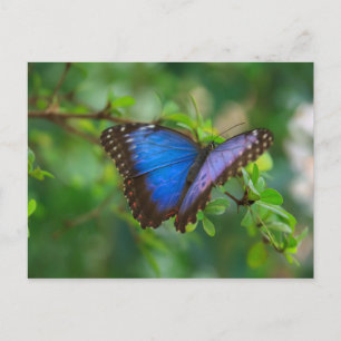 Cartão Postal Cartaz-Insetos-A Borboleta Azul