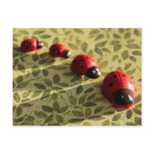 Cartaz Ladybugs