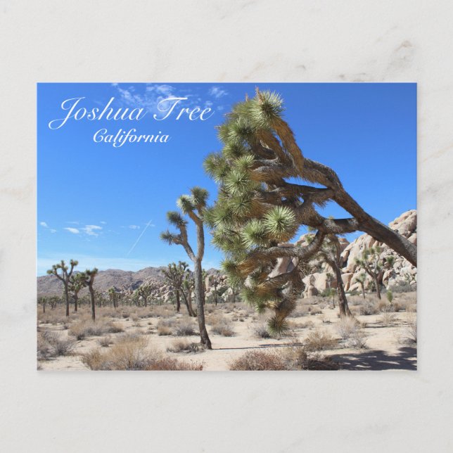 Cartão Postal Cartaz Maravilhoso Joshua Tree! (Frente)