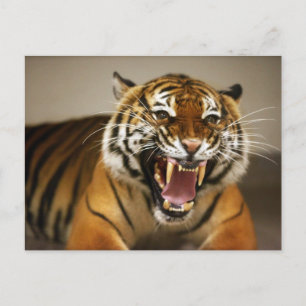 Cartão Postal Cartaz nº 2 do Tigre Malaio
