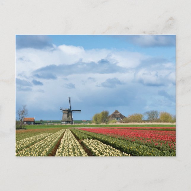 Cartão Postal Cartaz paisagístico para moinhos de vento e tulipa (Frente)
