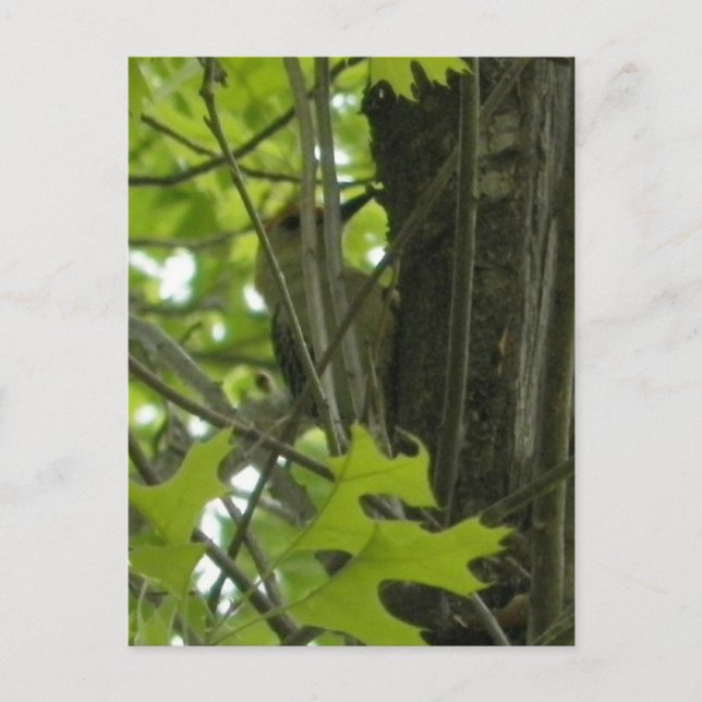 Cartão Postal Cartaz-pica-pau (Frente)