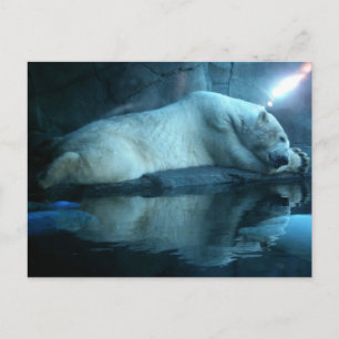 Cartão Postal Cartaz Polar Na Oração 2
