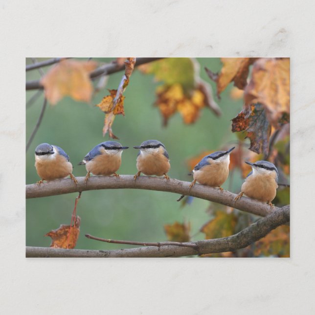 Cartão Postal Cartaz-postal (Frente)