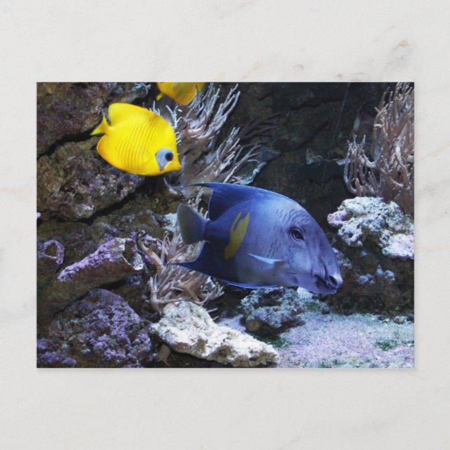 Cartão Postal Cartaz-postal (Frente)