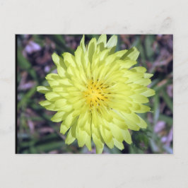 Cartão Postal Cartaz postal amarelo-leão