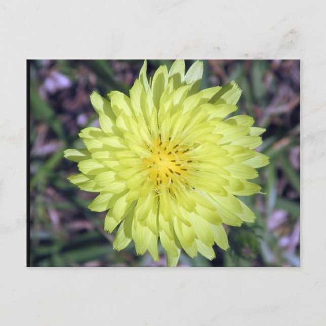 Cartão Postal Cartaz postal amarelo-leão (Frente)