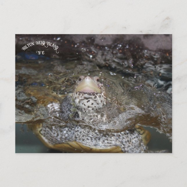 Cartão Postal Cartaz postal Carolina Diamondback Terrapin (Frente)