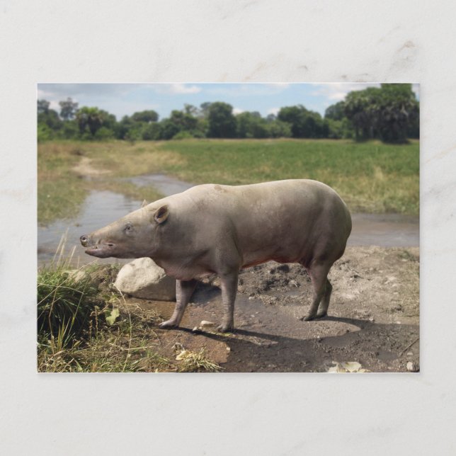 Cartão Postal Cartaz-postal de antractório (Frente)