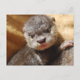 Cartão Postal Cartaz-postal de lontra orfânica